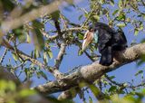 Sumba Hornbill (f)