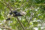 White-thighed Hornbill