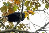 Wrinkled Hornbill (m)