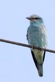 European Roller