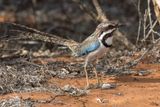 Long-tailed Ground Roller