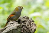 Emei Shan Liocichla - Omeitimalia - Garrulaxe de lOmei (m)