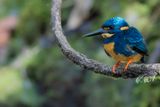 Indigo-banded Kingfisher