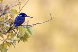 Shining-blue Kingfisher