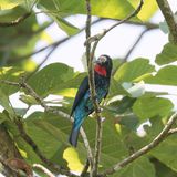 Black Bee-eater