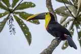 Yellow-throated Toucan