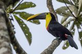 Yellow-throated Toucan