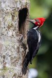 Crimson-crested Woodpecker (m)