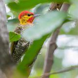 Yellow-throated Woodpecker (m)