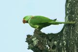 Alexandrine Parakeet