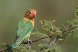 Fischers Lovebird