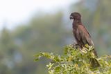 Greater Vasa Parrot