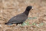 Greater Vasa Parrot