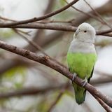 Grey-headed Lovebird