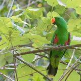 Papouan Eclectus (m)