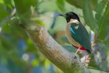 Ornate Pitta