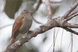 Streak-capped Spinetail