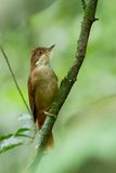 White-eyed Foliage-gleaner