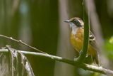 Black-faced Antbird (f)