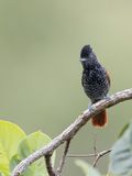 Chestnut-backed Antshrike