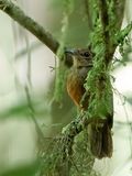 Cinereous Antshrike (f)