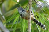 East Andean Antbird