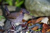 Black-faced Antthrush
