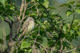 American Dusky Flycatcher