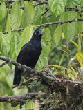 Amazonian Umbrellabird