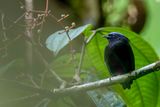 Blue-capped Manakin (m)