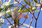 Red-browed Pardalote
