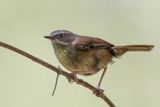 White-browed Scrubwren