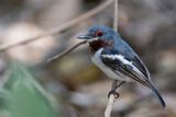 Brown-throated Wattle-Eye (f)