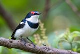 Brown-throated Wattle-eye (m)