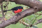 Black-headed Gonolek
