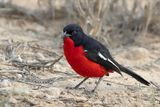 Crimson-breasted Shrike