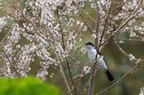 Red-eyed Puffback