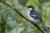 Tropical Boubou