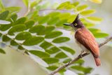 Black-and-white Shrike-flycatcher (f)