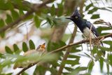 Black-and-white Flycatcher (m)