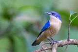 Comoro Blue Vanga (f)