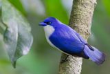 Comoro Blue Vanga (m)