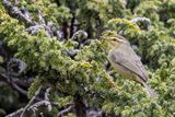 Tickells Leaf Warbler - Himalayaboszanger - Pouillot de Tickell