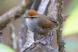 Grey-sided Bush Warbler - Roodkopstruikzanger - Bouscarle  couronne brune