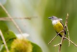 Legges Flowerpecker (f)