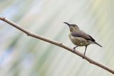 Anjouan Sunbird (f)