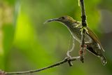 Bornean Spiderhunter