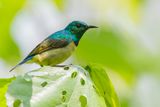Collared Sunbird (m)