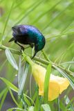 Pemba Sunbird (m)