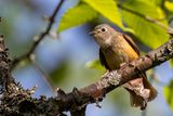 Ferruginous Flycatcher - Roestvliegenvanger - Gobemouche ferrugineux